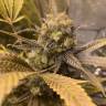 семена конопли Россия Mendocino Skunk feminised Paradise Seeds