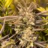 заказ семян конопли Спб Mendocino Skunk feminised Paradise Seeds