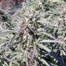 Семена марихуаны Sugar Black Rose (DS27) feminised Ganja Seeds