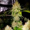 Agamotto feminised GanjaVIP Seeds