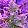семена конопли почтой Auto Red Poison regular