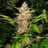 заказать качественные семена конопли Auto Red Poison regular