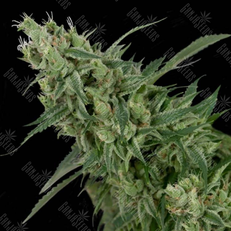 мощные семена конопли Double Tangie Banana regular Crockett Family Farms