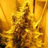 заказ семян конопли Nebula feminised Paradise Seeds
