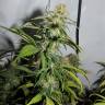 семена конопли почтой Nebula feminised Paradise Seeds