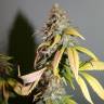 заказать качественные семена конопли Nebula feminised Paradise Seeds