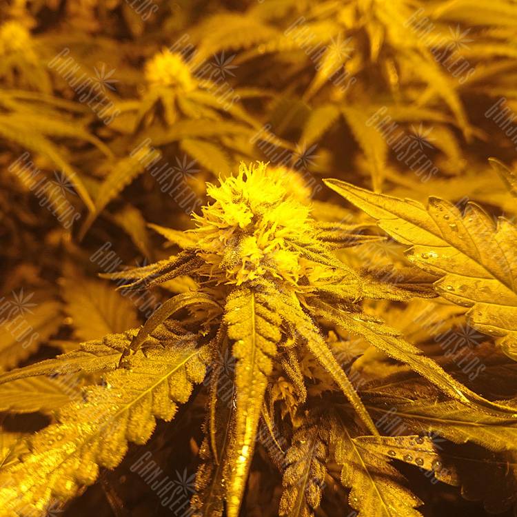 урожайные семена конопли Green Poison F1 Fast Version feminised Sweet Seeds
