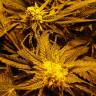 купить семена конопли Green Poison F1 Fast Version feminised Sweet Seeds
