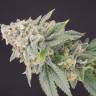 Exodus Cheese feminised Green House Seeds