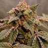 Exodus Cheese feminised Green House Seeds
