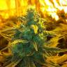 семена индийской конопли Exodus Cheese feminised Green House Seeds