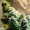Auto Haze 2.0 feminised Dinafem Seeds