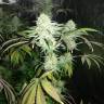 семена конопли марихуаны Mango Sapphire feminised Humboldt Seeds
