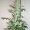 семена конопли курьером Opium feminised Paradise Seeds