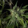 семена конопли f1 в оригинальной упаковке Mother Gorilla (Royal Madre) feminised Royal Queen