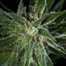 семена конопли феминизированные Mother Gorilla (Royal Madre) feminised Royal Queen