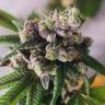 ароматные сорта конопли Widow Remedy feminised