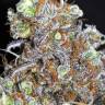 семена конопли на сайте Widow Remedy feminised