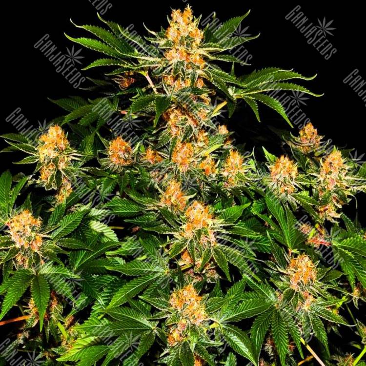 купить семена марихуаны Purple Punch