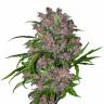 Качественные семена Purple Punch 