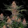 Purple Punch купить семена в интернете
