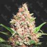 Purple Punch Качественные и дешевые семена