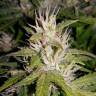 семена сортовой конопли Auto AK 49 regular