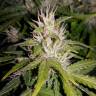 качественные семена конопли Auto AK 49 regular