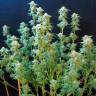 Colossus feminised GanjaVIP Seeds