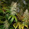 Colossus feminised GanjaVIP Seeds