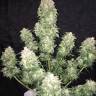заказать в России Auto Haze XXL feminised 