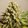 семена конопли Ganesh Spirit regular Ganja Seeds