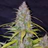 семена конопли наложенным платежом Auto Californian Snow feminised Fast Buds