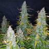 заказать качественные семена конопли Auto Californian Snow feminised Fast Buds