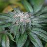 семена конопли гидропоники Master Kush feminised Humboldt Seeds