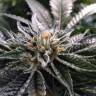 семена конопли дешево Master Kush feminised Humboldt Seeds