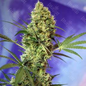 Auto Big Devil #2 feminised Sweet Seeds