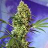 Auto Big Devil #2 feminised Sweet Seeds Auto Big Devil #2 feminised Sweet Seeds