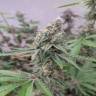 Gorilla Zkittlez feminised Ganja Seeds