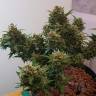 заказ семян конопли Auto Big Devil regular