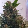 заказать качественные семена конопли Auto Big Devil regular