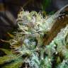 заказать почтой Auto Kush'N'Cheese feminised