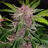 семена конопли автоцвет Auto Crystal Meth feminised Fast Buds