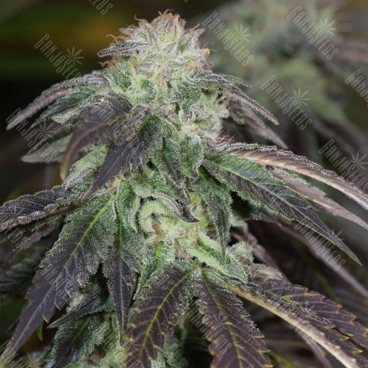 семена конопли в фирменной упаковке OG Kush feminised Humboldt Seeds семена конопли в фирменной упаковке OG Kush feminised Humboldt Seeds
