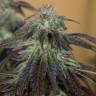 качественные семена конопли OG Kush feminised Humboldt Seeds качественные семена конопли OG Kush feminised Humboldt Seeds