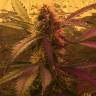 семена конопли скороспелый купить Auto Short Rider feminised Nirvana Seeds