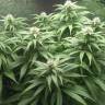 заказ семян конопли Москва Original Cheese feminised Paradise Seeds