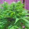 заказ семян конопли Спб Original Cheese feminised Paradise Seeds