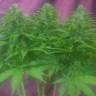 семена конопли Россия Original Cheese feminised Paradise Seeds