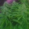 семена конопли наложенным платежом Original Cheese feminised Paradise Seeds